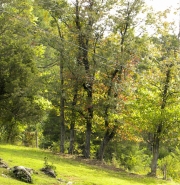 East Tennessee Trees