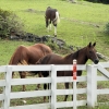 East Tennessee Horses