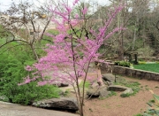 Greenville SC - Falls Park Eastern Red Bud Tree
