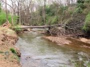 Greenville SC - Falls Park Fallen Tree
