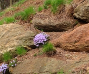 Greenville SC - Falls Park Flowers and Stone