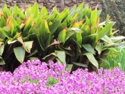 Greenville SC - Falls Park Garden