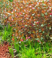 Greenville SC - Falls Park Multi-Color Garden