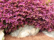 Greenville SC - Falls Park Garden on Rock