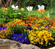 Greenville SC - Falls Park Garden Variety