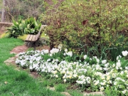 Greenville SC - Falls Park Garden Bench