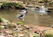 Greenville SC - Falls Park Mallards