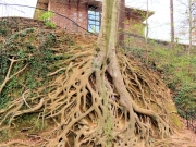 Greenville SC - Falls Park Medusa Tree Roots