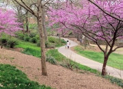 Greenville SC - Falls Park Walking Path