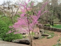 Greenville SC - Falls Park Eastern Red Bud Tree