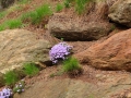 Greenville SC - Falls Park Flowers and Stone