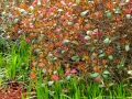 Greenville SC - Falls Park Multi-Color Garden