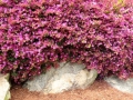 Greenville SC - Falls Park Garden on Rock
