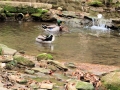 Greenville SC - Falls Park Mallards