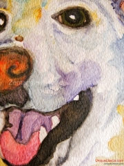 German Shepherd Mix (closeup)