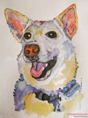 German Shepherd Mix (Luna)