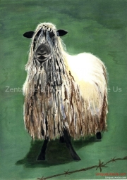 Curly Haired Sheep