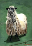 Curly Haired Sheep