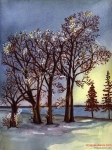 Snowy Trees