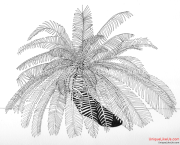 Zentangle Inspired Art - Palm Silhouette