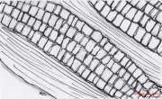 Zentangle - Corn Cob