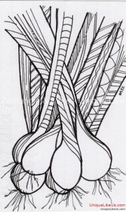Zentangle Inspired Art - Green Onions