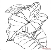 Zentangle Inspired Art - Caladium Leaves