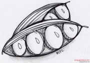 Zentangle - Pea Pod I