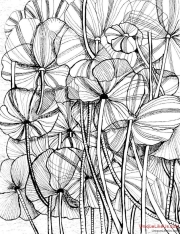 Zentangle Inspired Art - Wild Flowers