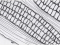 Zentangle - Corn Cob