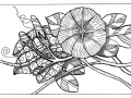 Zentangle Inspired Art - Morning Glory